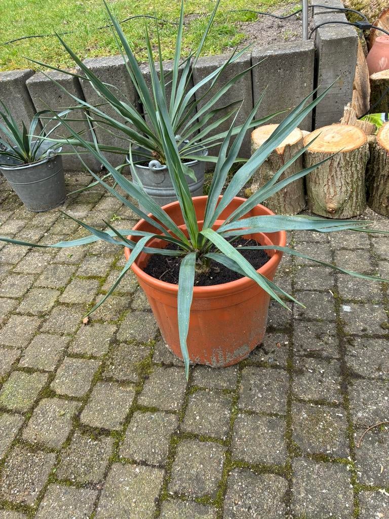 Yucca jucca palm, Ophalen, Overige soorten, Volle zon