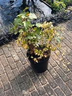 Bonte klimop - Hedera, Ophalen, Vaste plant, Klimplanten