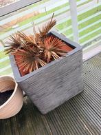 Capi Europe - Bloempot vierkant Rib NL 50x50x50 antraciet, Ophalen, Kunststof, Vierkant, Zo goed als nieuw