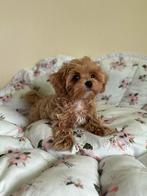 Prachtige Maltipoo pup (Mal/ Aziatische Toy Poedel ), Particulier, Overige rassen, 8 tot 15 weken, Buitenland
