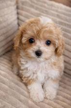Maltipoo pups  teefje 1750€ super klein reu 1650, Dieren en Toebehoren, Nederland, Parvo, Overige rassen, 8 tot 15 weken