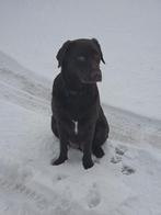 Labrador x australian shepherd, Dieren en Toebehoren, 1 tot 2 jaar, Teef, Labrador retriever, Parvo