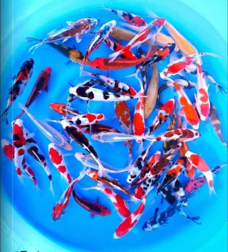 Japankoi, Tosai Koi in eerste levensjaar 8 tot 22cm groot, Karper of Koi
