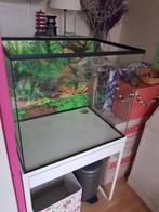 Glazen terrarium op maat voor knaagdieren, Minder dan 60 cm, Ophalen of Verzenden, Minder dan 75 cm, Nieuw