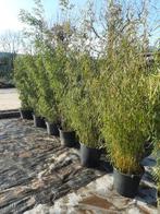 Bamboe Fargesia ‘Campbell’ 180-200 cm – Niet woekerend –, Ophalen, Bamboe, 100 tot 250 cm