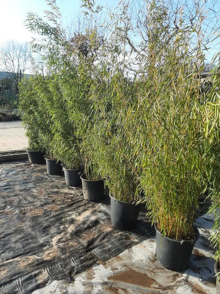 Bamboe Fargesia ‘Campbell’ 180-200 cm – Niet woekerend –, Tuin en Terras, Planten | Struiken en Hagen, Bamboe, 100 tot 250 cm