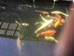 Koi, Dieren en Toebehoren, Vissen | Vijvervissen, Karper of Koi