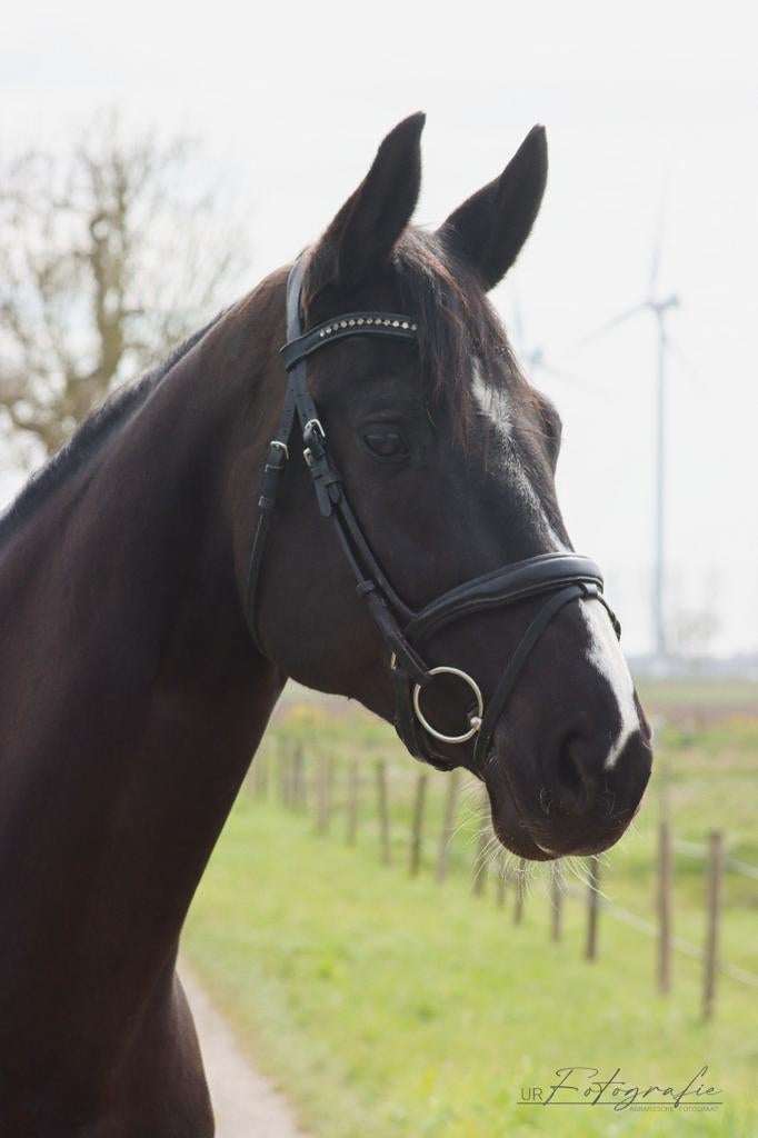 Talentvolle 11 jarige allround merrie, Dieren en Toebehoren, Paarden, Merrie, 175 cm of meer, Met stamboom, M