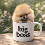 Pomeriaan pup teefje Cream Sable mini – te reserveren, Dieren en Toebehoren, Keeshond, 8 tot 15 weken, Buitenland, Teef