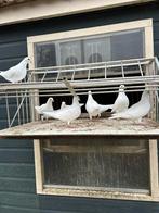 Witte trouw duiven te huur., Meerdere dieren, Postduif