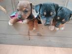 Prachtige jackrussel reutjes zoeken for ever home, Dieren en Toebehoren, Parvo, Jack Russell Terriër, Reu, 8 tot 15 weken