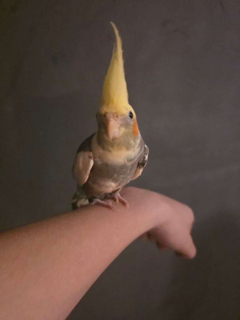 Jonge valkparkiet koekie, Mannelijk, Parkiet