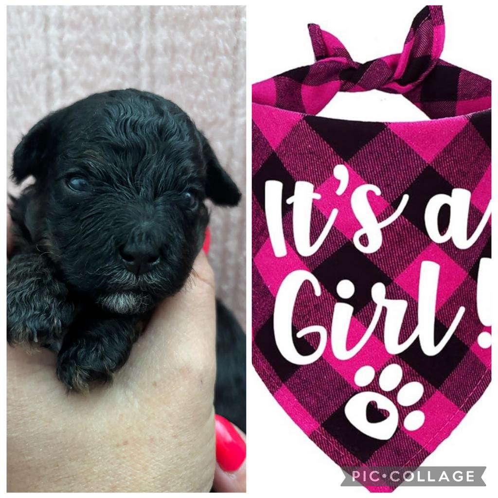 Super knappe boompoo pups, Dieren en Toebehoren, Honden | Niet-rashonden, 8 tot 15 weken, Parvo, Meerdere, Meerdere dieren