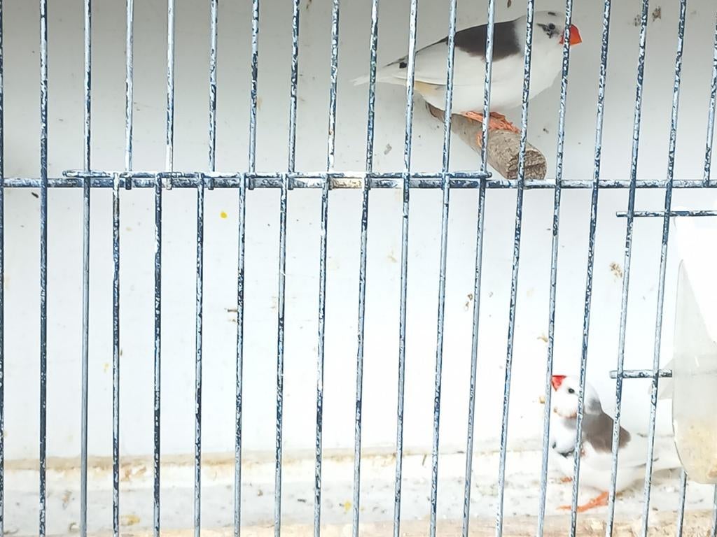 Zebravinken, Dieren en Toebehoren, Vogels | Overige Vogels, Meerdere dieren, Tropenvogel