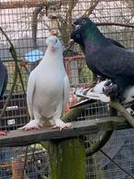 Te koop takla’s, Dieren en Toebehoren, Meerdere dieren, Tuimelaar of Roller