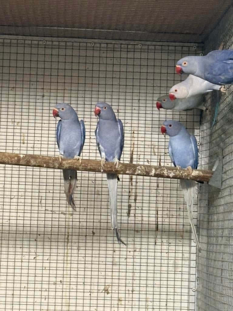 Halsbanden verschillende kleuren, Dieren en Toebehoren, Vogels | Parkieten en Papegaaien, Meerdere dieren, Parkiet, Geringd