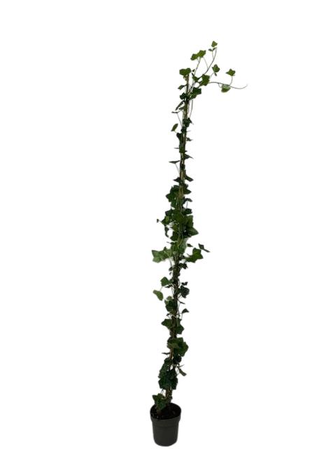Hedera hibernica gestokt 80/100 t/m 150/175 Klimop, Tuin en Terras, Planten | Tuinplanten, Ophalen, Vaste plant, Bloeit niet, Halfschaduw