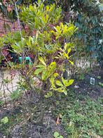 Rhododendron plant uit volle grond, Vaste plant, Halfschaduw, Lente, Ophalen