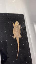 Baardagaam vrouw, Dieren en Toebehoren, Reptielen en Amfibieën, Hagedis, 0 tot 2 jaar