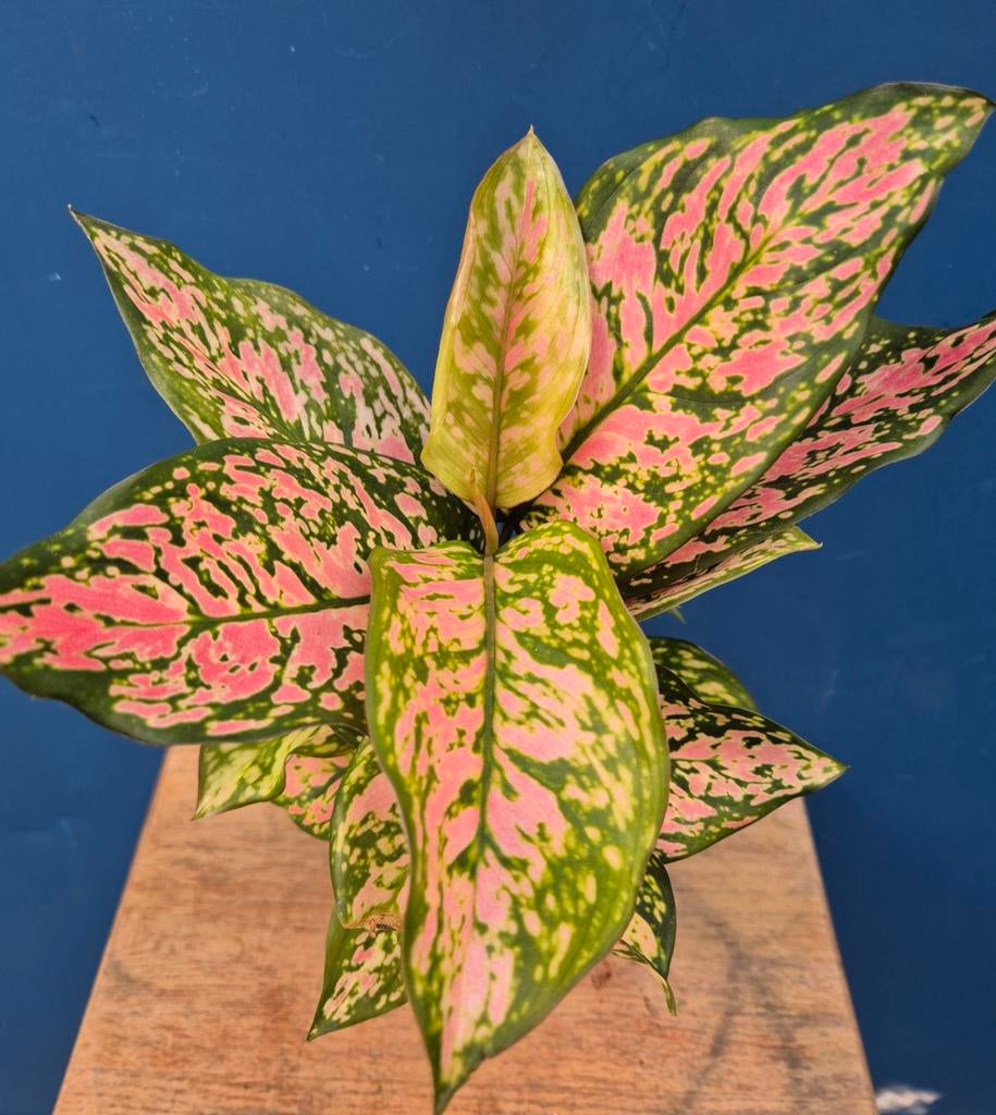 Aglaonema Spotted p12, Huis en Inrichting, Kamerplanten, Minder dan 100 cm, Halfschaduw, Ophalen of Verzenden