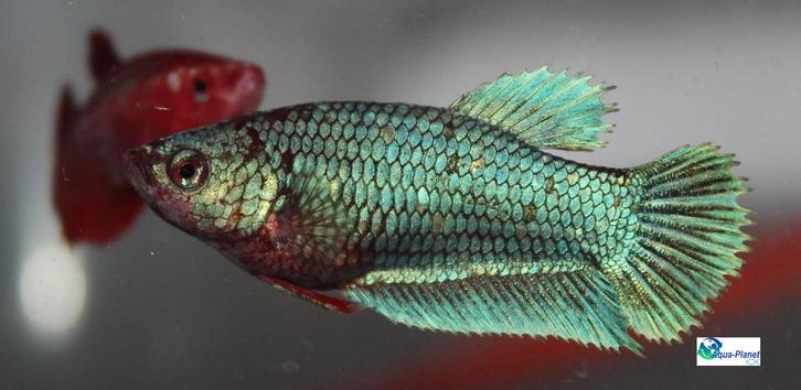 Betta - Plakat Female, Dieren en Toebehoren, Vissen | Aquariumvissen, Zoetwatervis, Vis