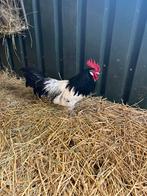 TE KOOP 2 GROTE SLACHTHANEN, Mannelijk, Kip