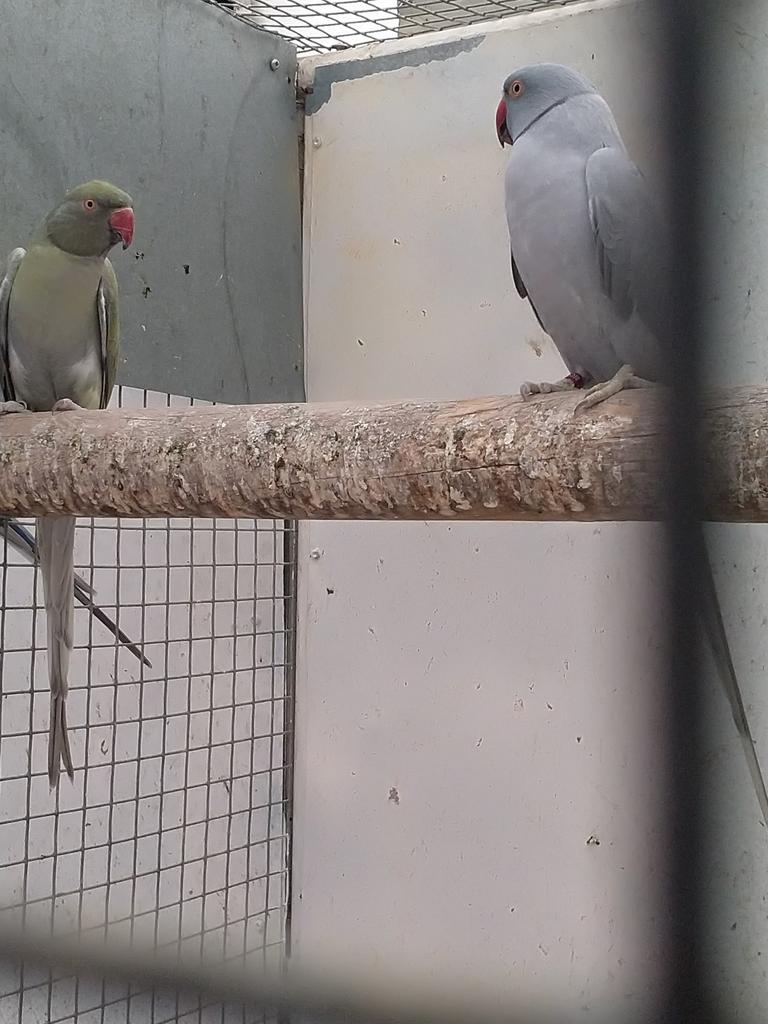 Halsbandparkieten, Dieren en Toebehoren, Meerdere dieren, Parkiet, Geringd