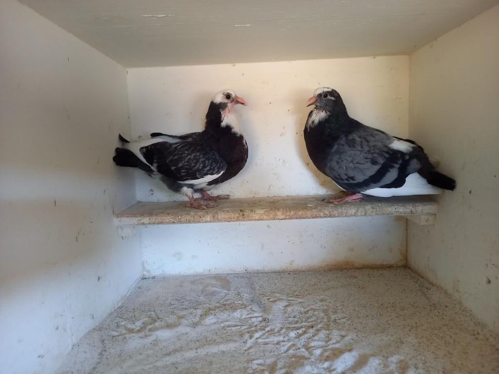 2 super geteelde beesten., Dieren en Toebehoren, Vogels | Duiven, Meerdere dieren, Kropper