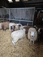 11 mooie fok ooien, Dieren en Toebehoren, Vrouwelijk, Schaap