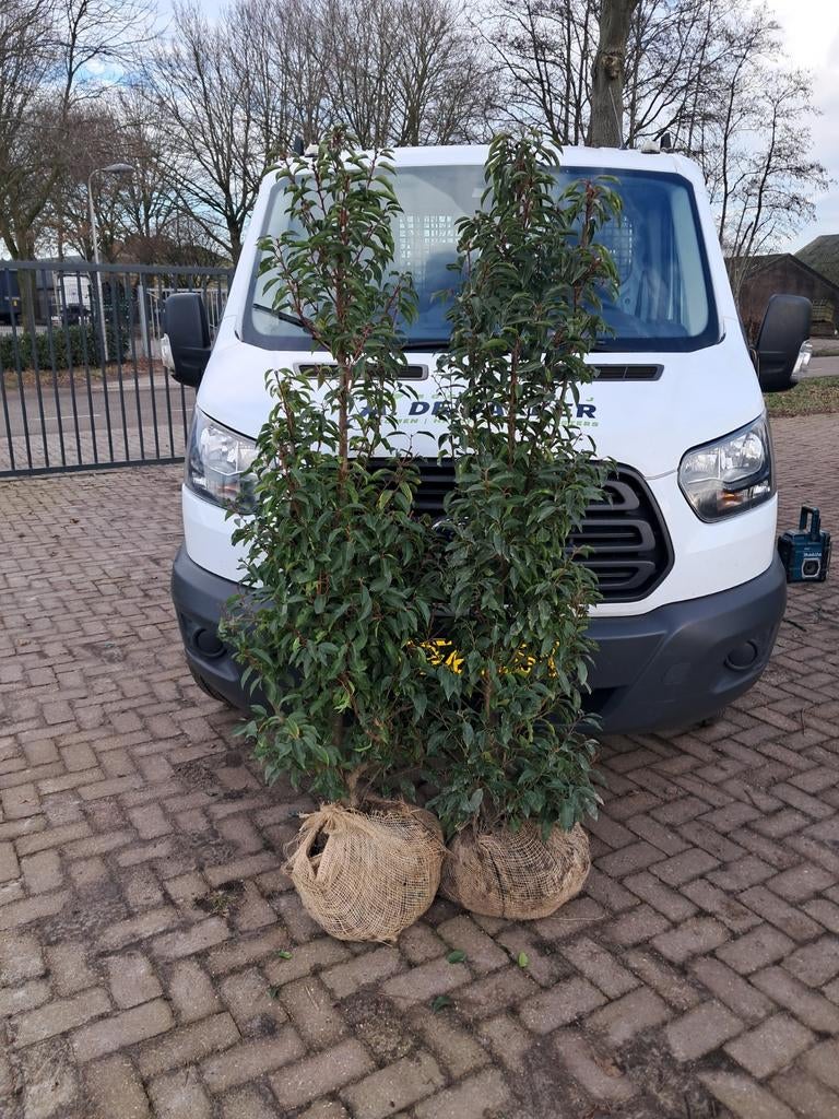 Portugese laurier struiken 150 cm tot 225 cm, Bloeit niet, Halfschaduw, 100 tot 250 cm, Overige soorten