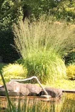 Vaste plant MOLINIA ARUNDINACEA BERGFREUD (siergras), Tuin en Terras, Bloembollen en Zaden, Volle zon, Ophalen