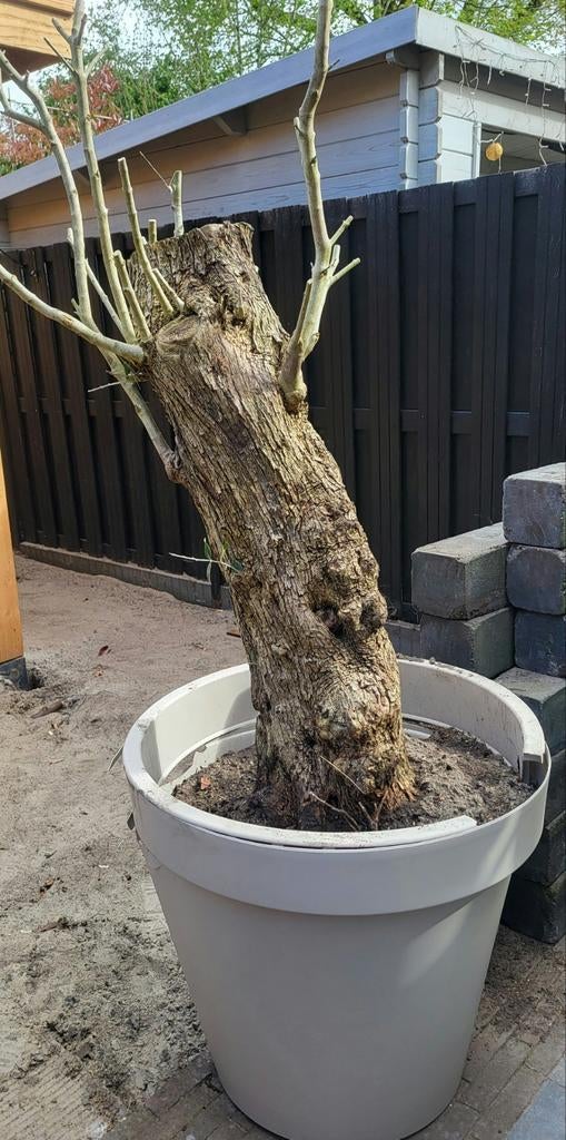 Hele oude olijfboom!, Bloeit niet, 100 tot 250 cm, Olijfboom, Ophalen
