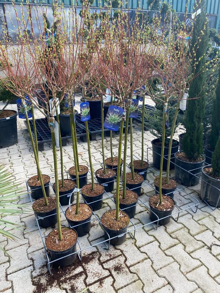 Diverse Bomen op Stam, Lente, 100 tot 250 cm, Ophalen, Volle zon