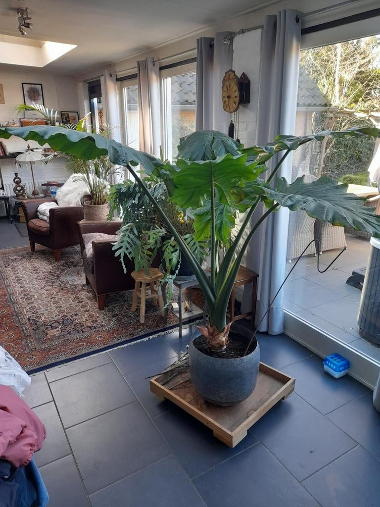 Grote Olifantsoor plant (Alocasia Wentii) - 1.65m hoog, Huis en Inrichting, Kamerplanten, Overige soorten, 150 tot 200 cm, Groene kamerplant