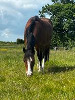 Welsh Cob merrie en C-Pony merrie, Dieren en Toebehoren, Paarden, Merrie, Recreatiepaard