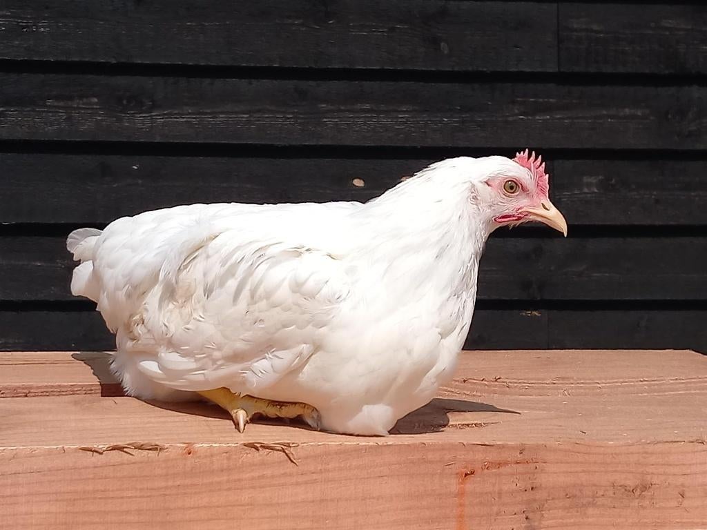 leghoorn kuikens en hennen, Dieren en Toebehoren, Pluimvee, Meerdere dieren, Kip