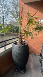 Winterharde palm in antraciet grijze pot, Vaste plant, Bloeit niet, Halfschaduw, Ophalen