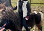 Dekhengstje mini paardje, Dieren en Toebehoren, Met stamboom, Hengst, A pony (tot 1.17m), 3 tot 6 jaar
