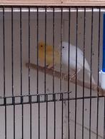 Raza kanaries, Dieren en Toebehoren, Vogels | Kanaries, Meerdere dieren, Kleurkanarie