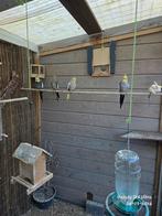 2x Kakariki koppel,1 goudmantel rosella koppel en 3x kanarie, Dieren en Toebehoren, Meerdere dieren, Parkiet