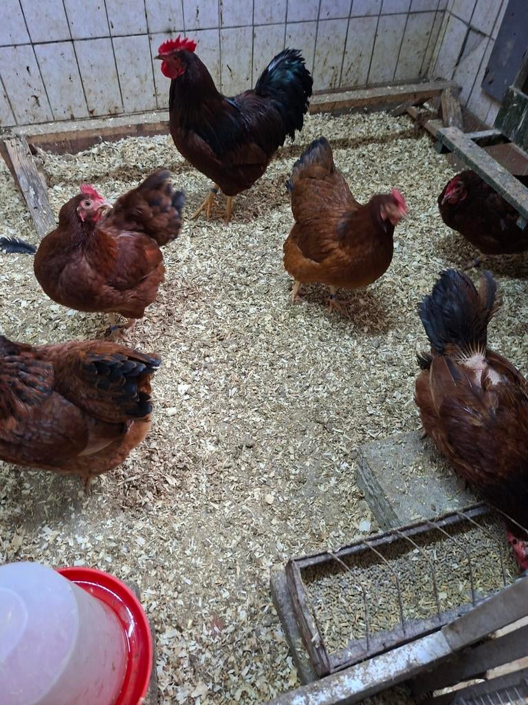 Te koop  Barnevelder kriel mahonie gekeurd, Dieren en Toebehoren, Pluimvee, Meerdere dieren, Kip