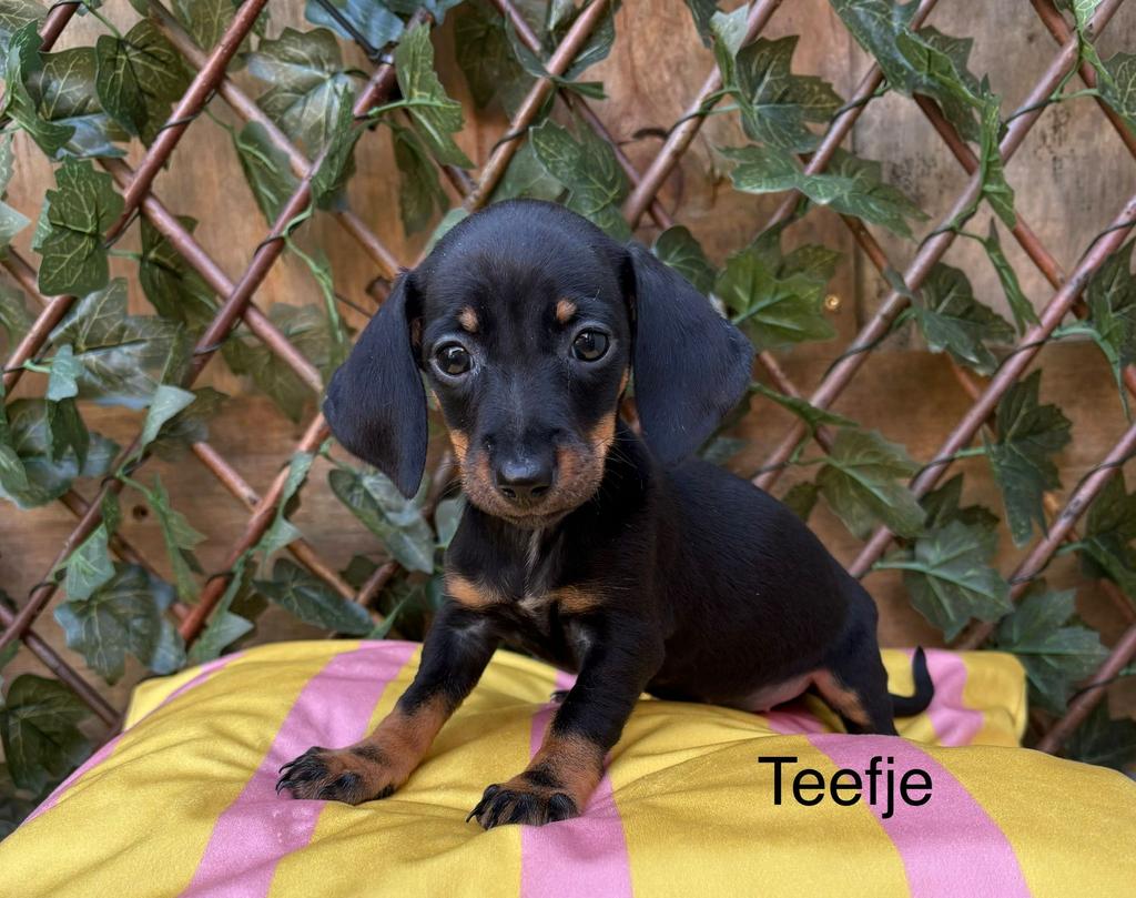 Dweg teckels puppy’s, Dieren en Toebehoren, Honden | Teckels en Dashonden, Parvo, 8 tot 15 weken, Korthaar, Dwerg