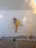 Prachtig koppel pastel Gouldamadines van 25, Dieren en Toebehoren, Vogels | Overige Vogels, Meerdere dieren