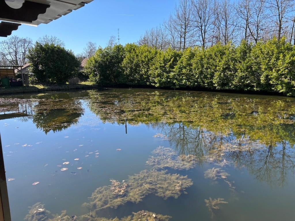 Grote natuurvijver voor grote koi, Dieren en Toebehoren, Vissen | Vijvervissen, Karper of Koi