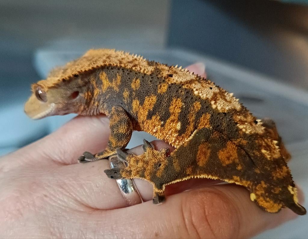 Wimpergekko man, Dieren en Toebehoren, Reptielen en Amfibieën, Hagedis, 0 tot 2 jaar