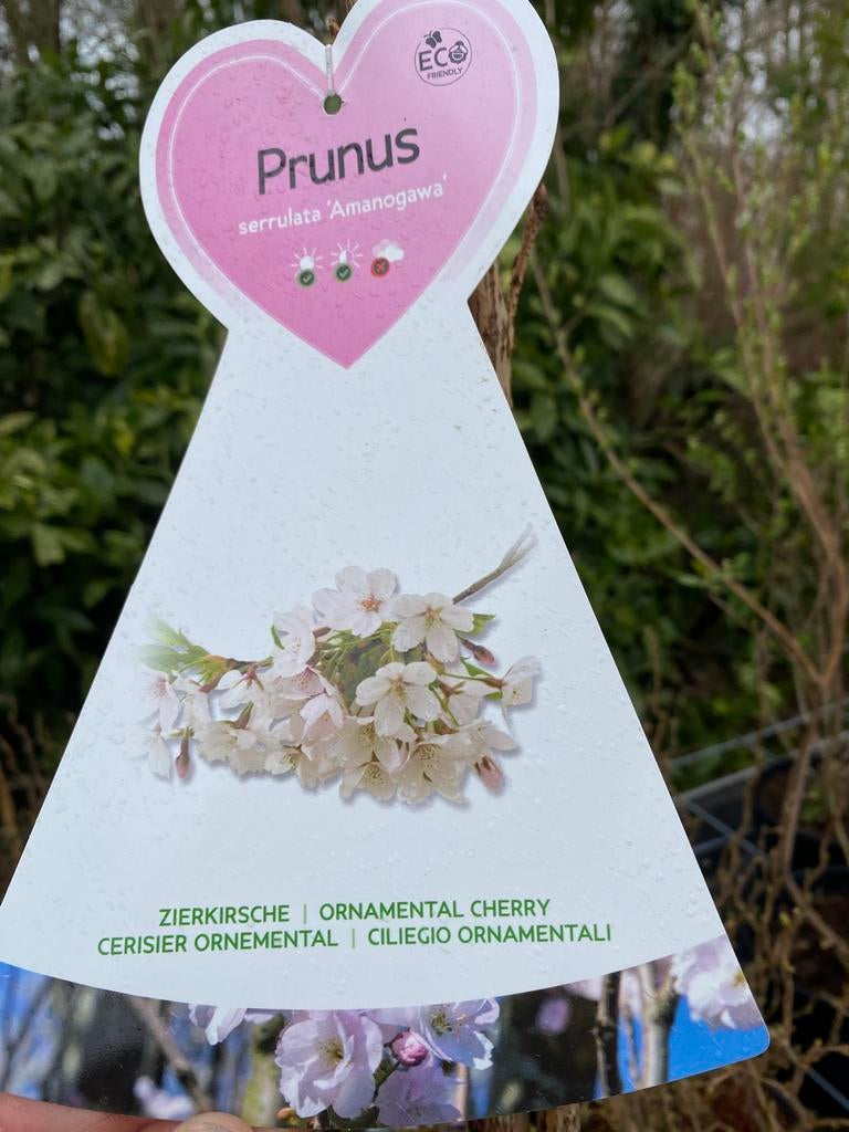 Prunus serrulata 'Amanogawa' - Japanse Sierkers, Tuin en Terras, Lente, 100 tot 250 cm, Zuilboom, Ophalen