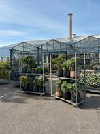 Crassula vetplanten: diverse soorten, groot en klein, Ophalen, Vetplant, Halfschaduw, In pot