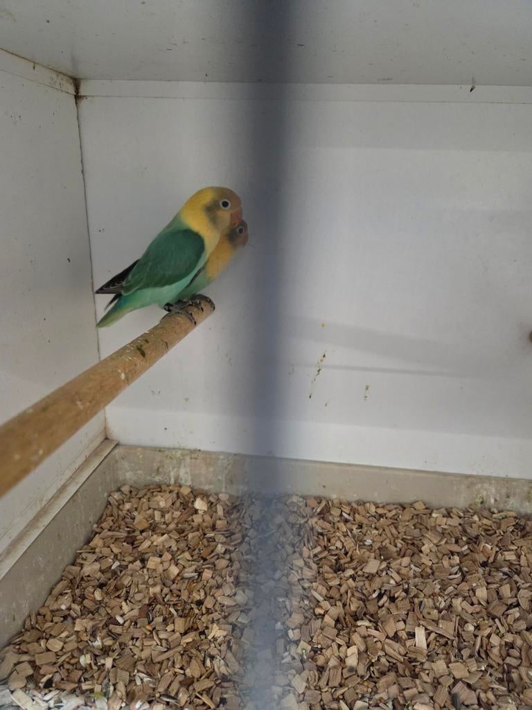 Fischerie opaline mutaties, Dieren en Toebehoren, Vogels | Parkieten en Papegaaien, Meerdere dieren, Parkiet