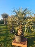 Prachtige palmboom Butia Capitata / sierlijke vederpalm, 100 tot 250 cm, Zomer, Palmboom, Ophalen