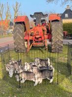 Siberische husky en switserse herder puppy's, Dieren en Toebehoren, Honden | Niet-rashonden, 8 tot 15 weken, Meerdere, Meerdere dieren